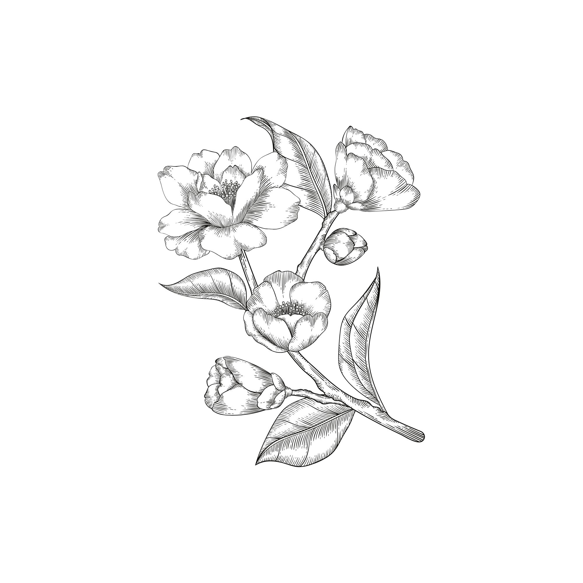 Botanical Floral Illustration
